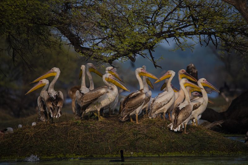 #birdphotography	 #birdsofinstagram	 #wildlifephotography	 #birds	 #naturephotography	 #bird	 #nature	 #wildlife	 #photography	 #birdwatching	 #natgeo	 #photooftheday	 #nikon	 #birding	 #naturelovers	 #canon	 #animals	 #birdlovers	 #travel	 #love	 #bestbi  фото превью