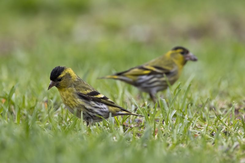 Чиж Невезучийphoto preview