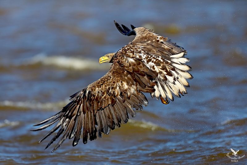 орлан белохвост. Расправив крылья.photo preview