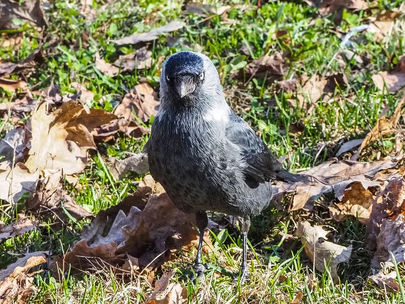 — Где разрешение на съемку?))photo preview