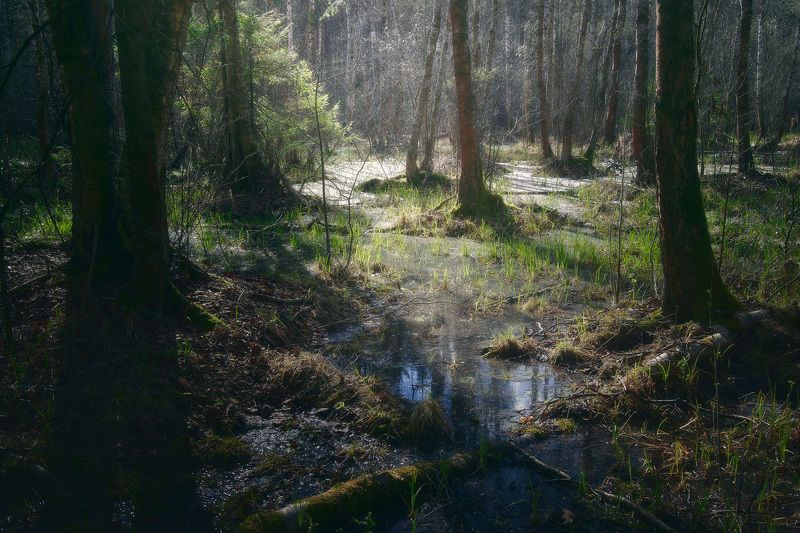 лес, весна, деревья, пейзаж В весеннем лесуphoto preview