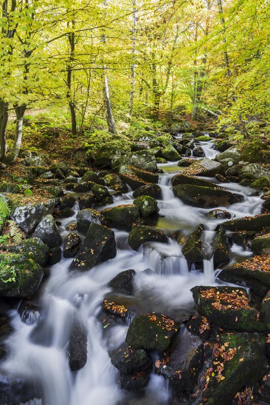 Boyana river photo preview