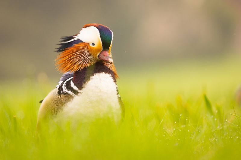 Mandarin duckphoto preview