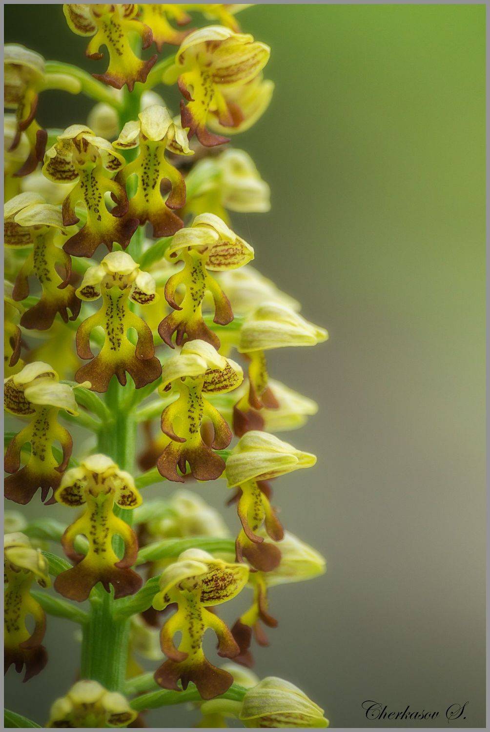 Весёлые ребята. Автор: Черкасов Сергей крым, орхидеи крыма, дикие орхидеи,, Черкасов Сергей