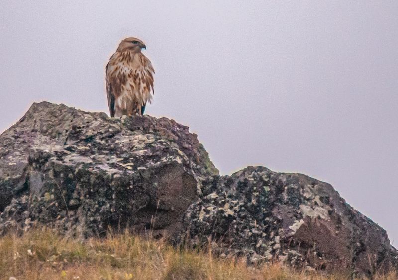 северное приэльбрусье. птицы, зимняк Зимнякphoto preview