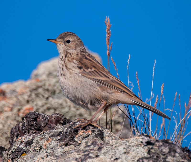 северное приэльбрусье. птицы, горный конек Горные конькиphoto preview