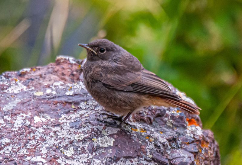 северное приэльбрусье. птицы, горихвостка-чернушка Горихвостка-чернушкаphoto preview