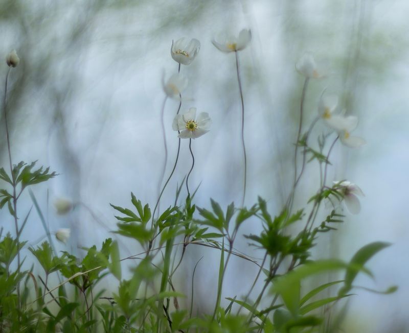 ветреницы лесные Танцующие Эвридикиphoto preview