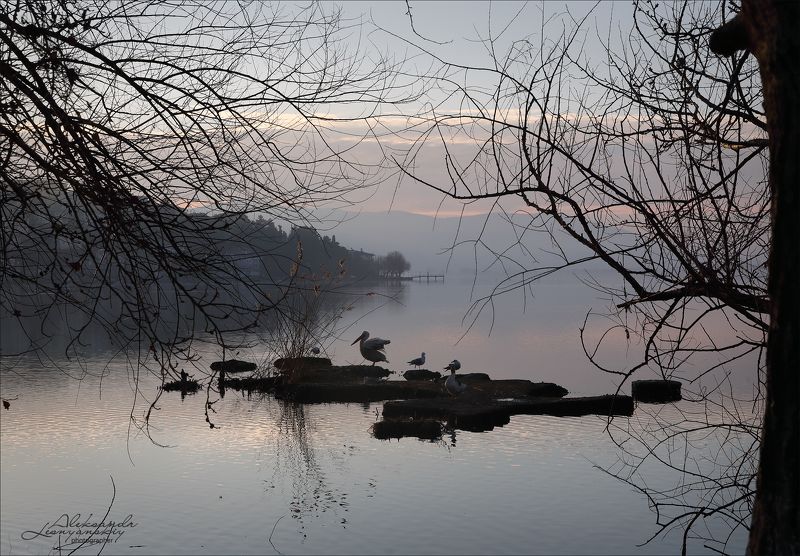 Греция, Кастория Гуси-лебеди, утки-чайки, бакланы-пеликаны...photo preview