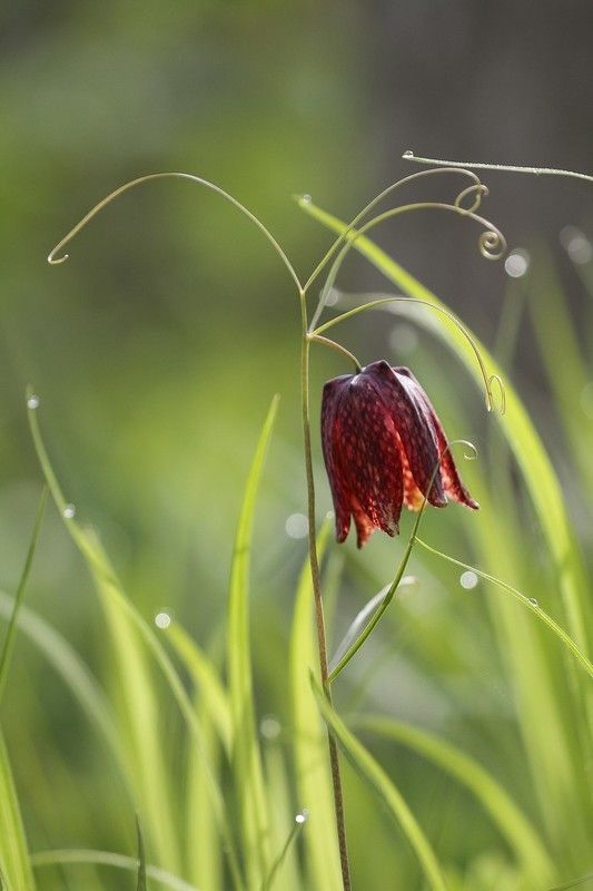 рябчик уссурийский май владивосток Майский фото превью