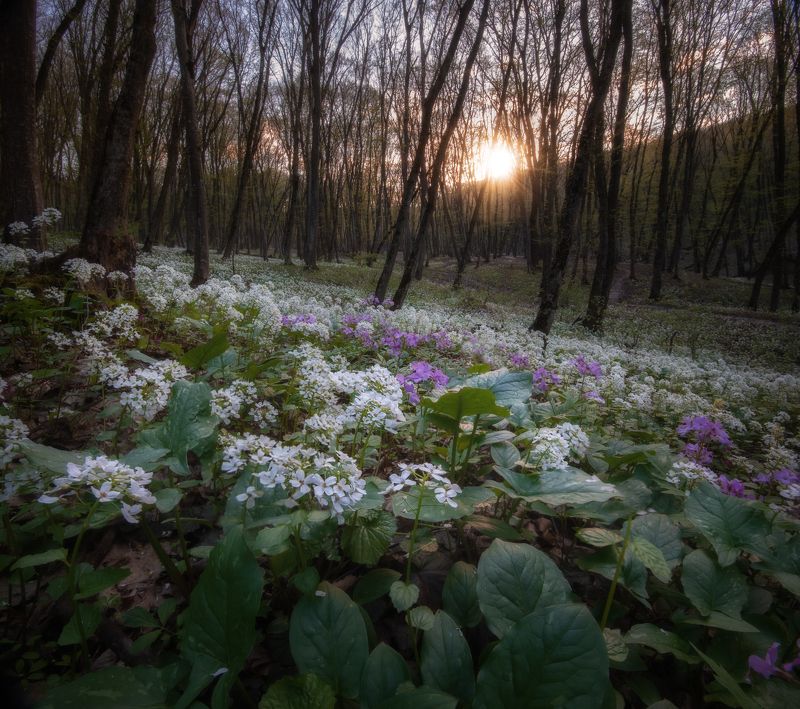 Лес в цветуphoto preview