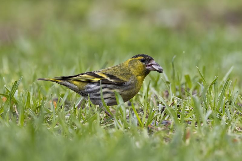 Чиж Добытчикphoto preview