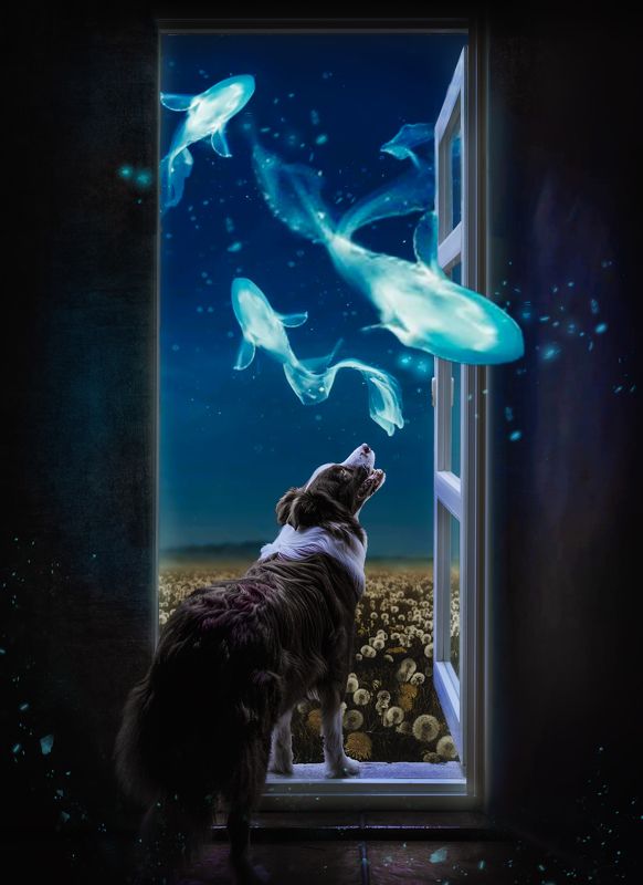 宠物 动物 狗 创意 后期 童话世界photo preview