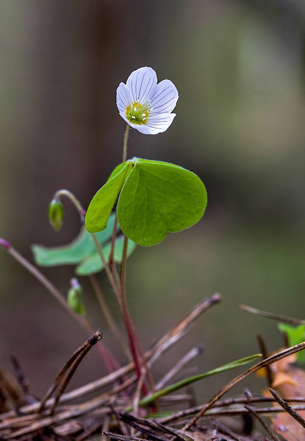 кислица, цветок, лес, растения, июнь, Широких Александр