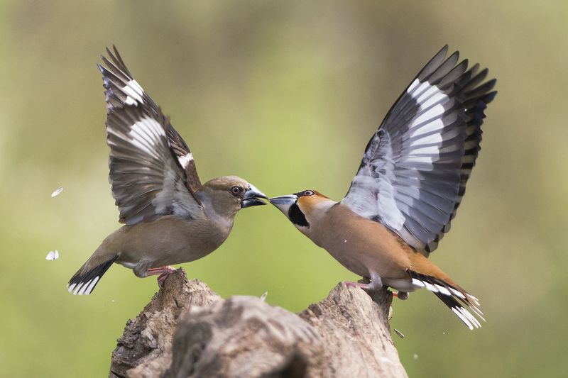 Ухаживаниеphoto preview