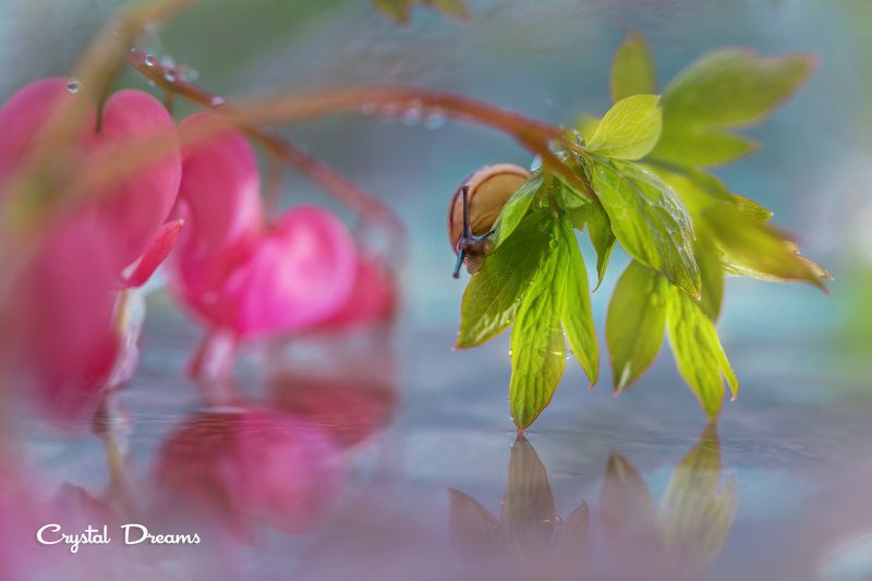 #art #macro #crystal_dreams #color #ditale \