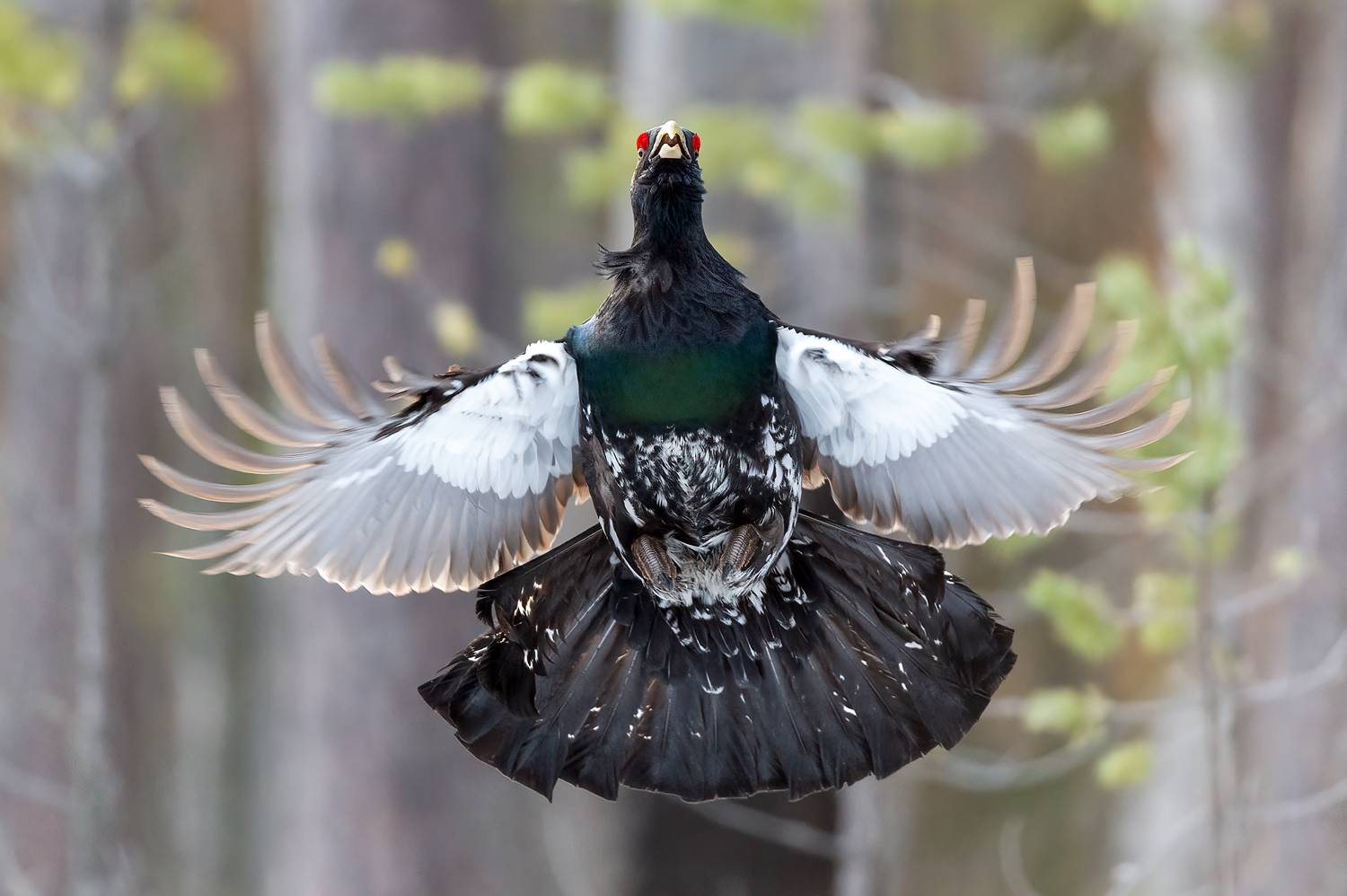 , Калинин Михаил