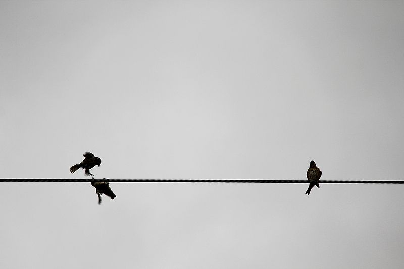 Love is lifephoto preview