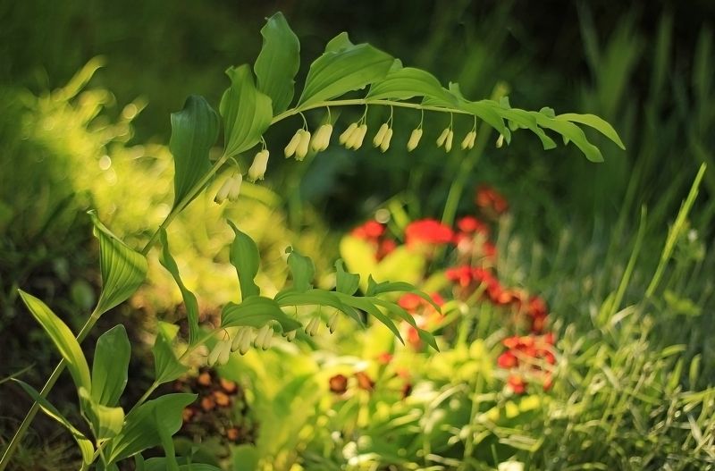 Цветёт купена..photo preview