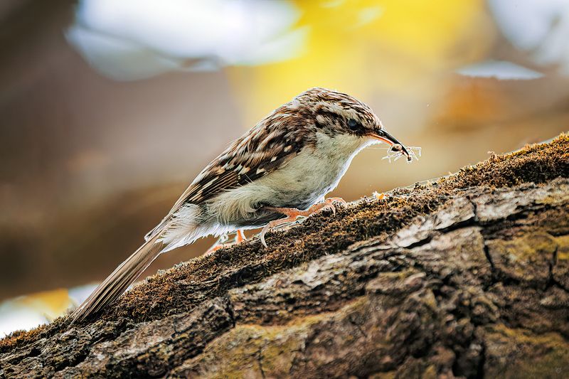 Eurasian treecreeper, birds, wildlife, nature,  Eurasian treecreeperphoto preview