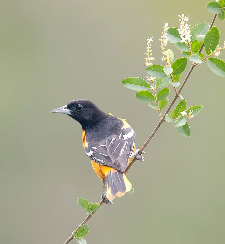 иволга, трупиал, baltimore oriole, oriole, весна Baltimore Oriole. Балтиморская Иволгаphoto preview