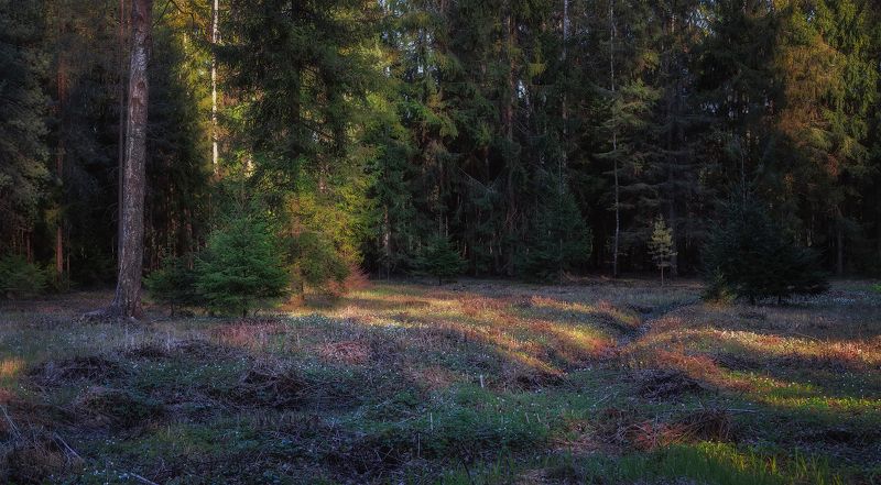 лес весна май вечер солнце ель ручей деревья Лесная жизньphoto preview