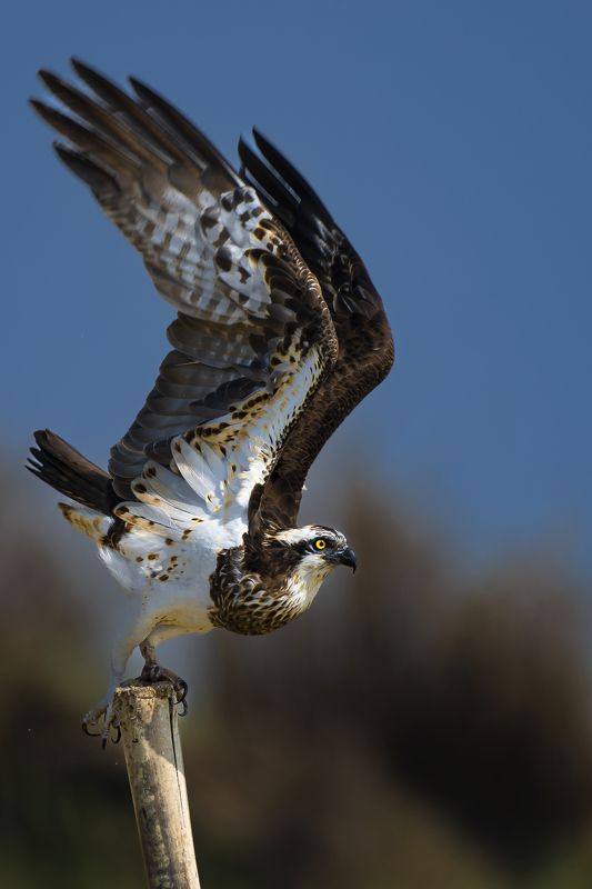 #birdphotography	 #birdsofinstagram	 #wildlifephotography	 #birds	 #naturephotography	 #bird	 #nature	 #wildlife	 #photography	 #birdwatching	 #natgeo	 #photooftheday	 #nikon	 #birding	 #naturelovers	 #canon	 #animals	 #birdlovers	 #travel	 #love	 #bestbi  фото превью