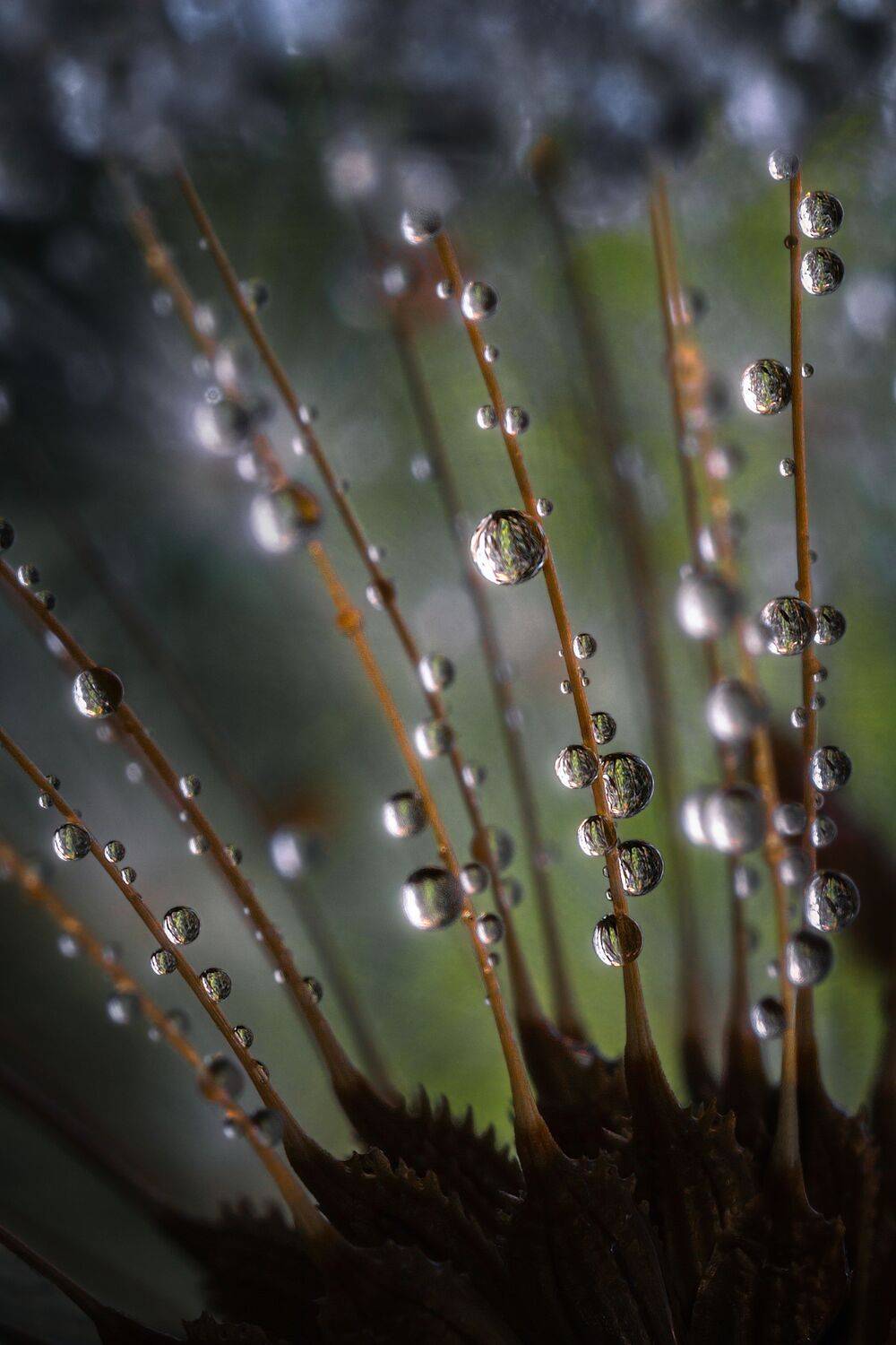 Здесь тепло в облаках, но немного всё-таки сыро.... Автор: Еремеев Дмитрий одуванчик капли свет роса природа макрофотография микромиры, Еремеев Дмитрий