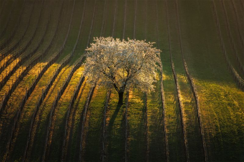 моравия, чехия, moravia, czech, czech, моравия, южная моравия, south moravia Morning.photo preview