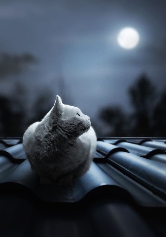 猫 宠物 动物 夜晚 床前明月光photo preview