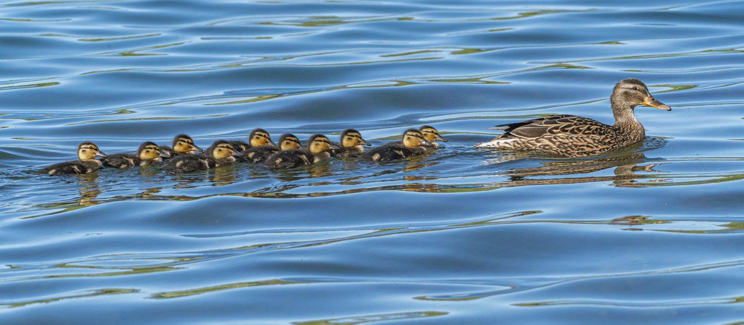 кисловодск, весна, птицы, кряква, утка, утята, Савчук Сергей