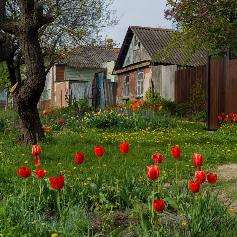 тюльпаны, домик Весенний уютphoto preview