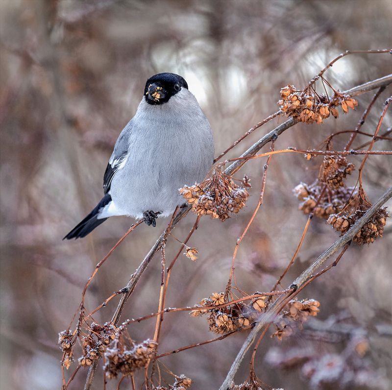 птица, снегирь серый, самец, снегирь серый. фото превью