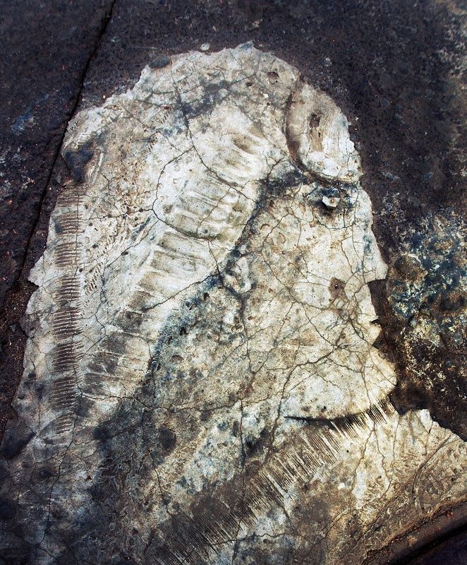 pareidolia Парейдолия (дорожная разметка)photo preview