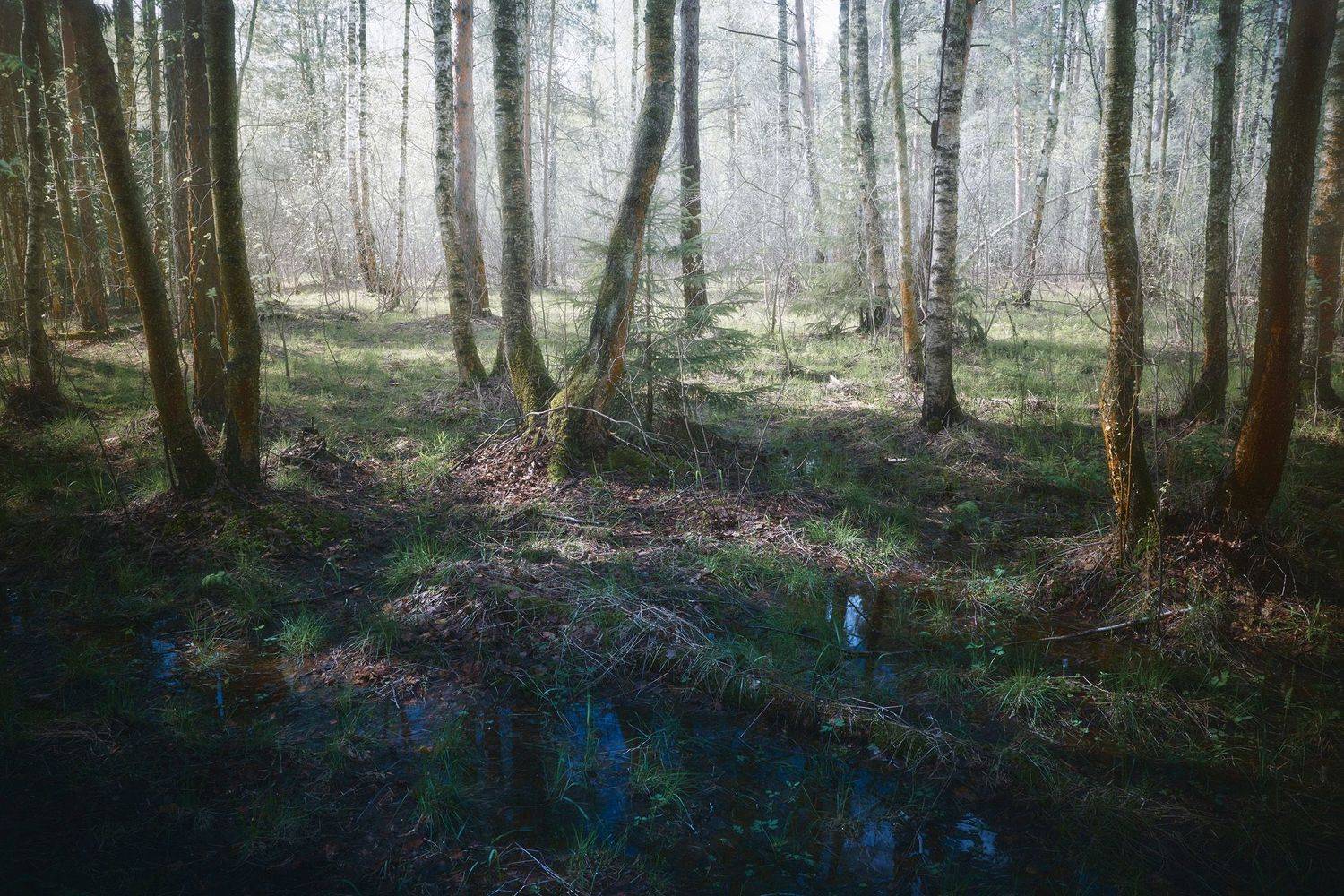 лес, весна, деревья, пейзаж, свет, Валерий Вождаев