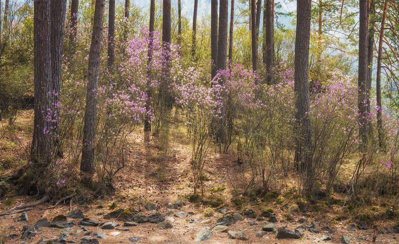 ...В весеннем лесу...2photo preview