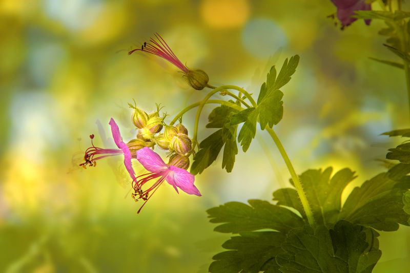 close-up, color, colors, color image, flower, flowers, geranium, green, macro, nature, photograph, photography, pink, plant, plants, portrait, spring, springtime, Geranium Portraitphoto preview