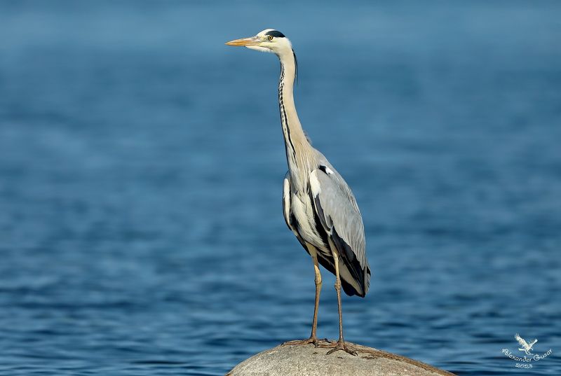 В ожидании.photo preview