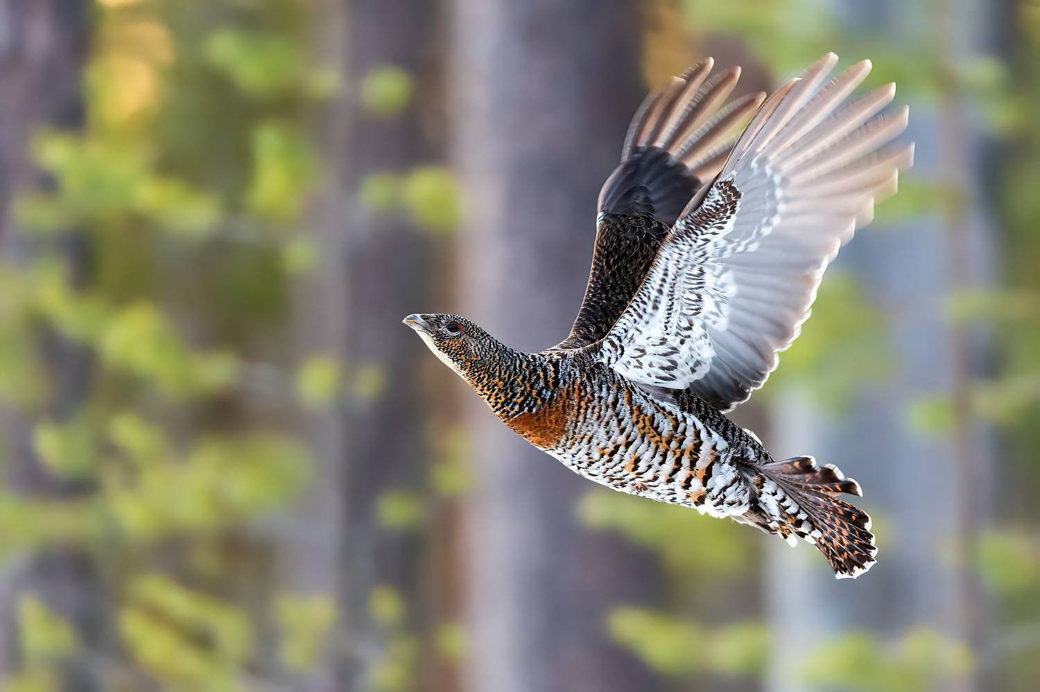 , Калинин Михаил