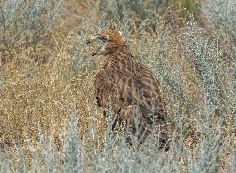 калмыкия. птицы. орел курганник. Подросток курганника фото превью