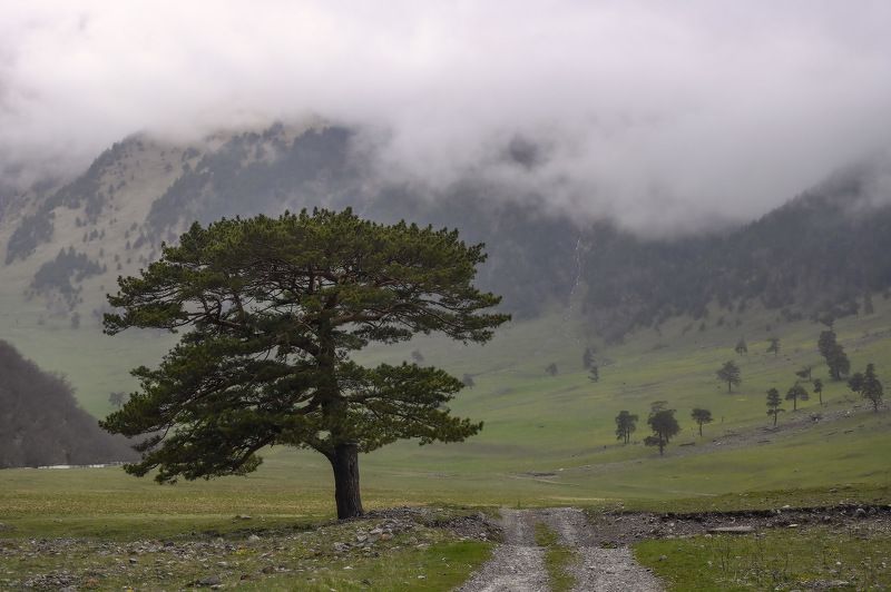 Сосны долины реки Маруха...photo preview