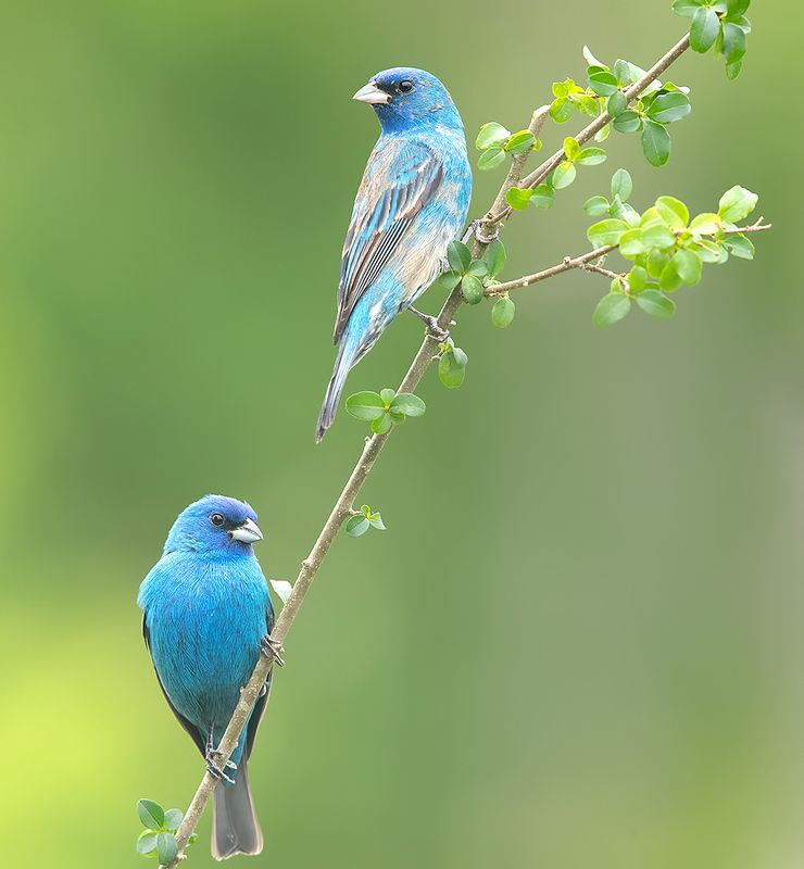 индиговый овсянковый кардинал,indigo bunting, кардинал, весна Indigo bunting -  Индиговый овсянковый кардинал фото превью