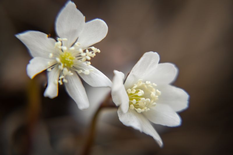 Весна цветы ветреница Первые ветреницыphoto preview