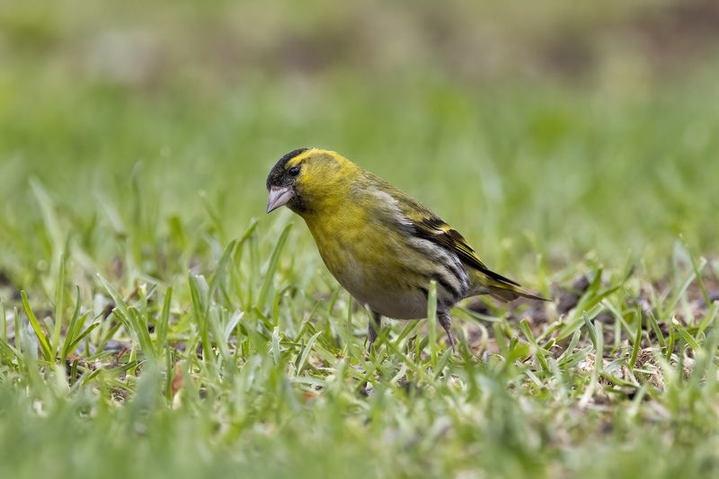 Чиж Кто здесь?...photo preview