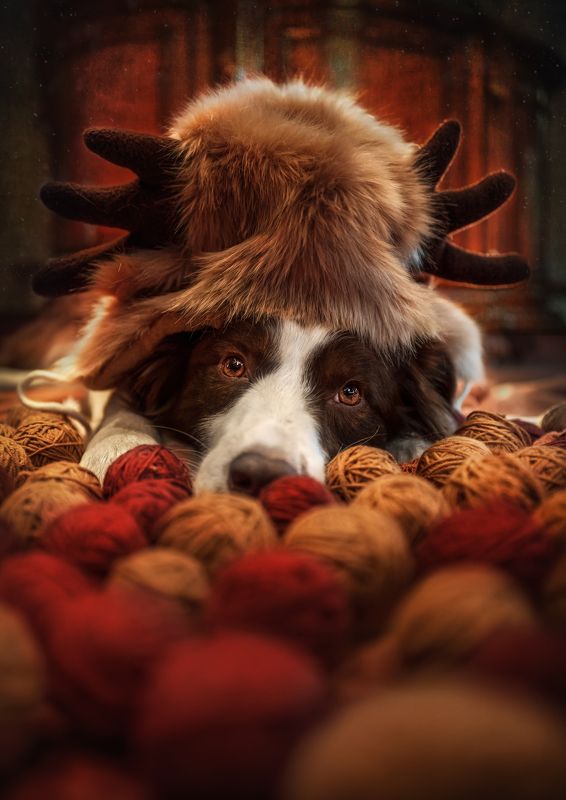 狗 动物 宠物 look youphoto preview