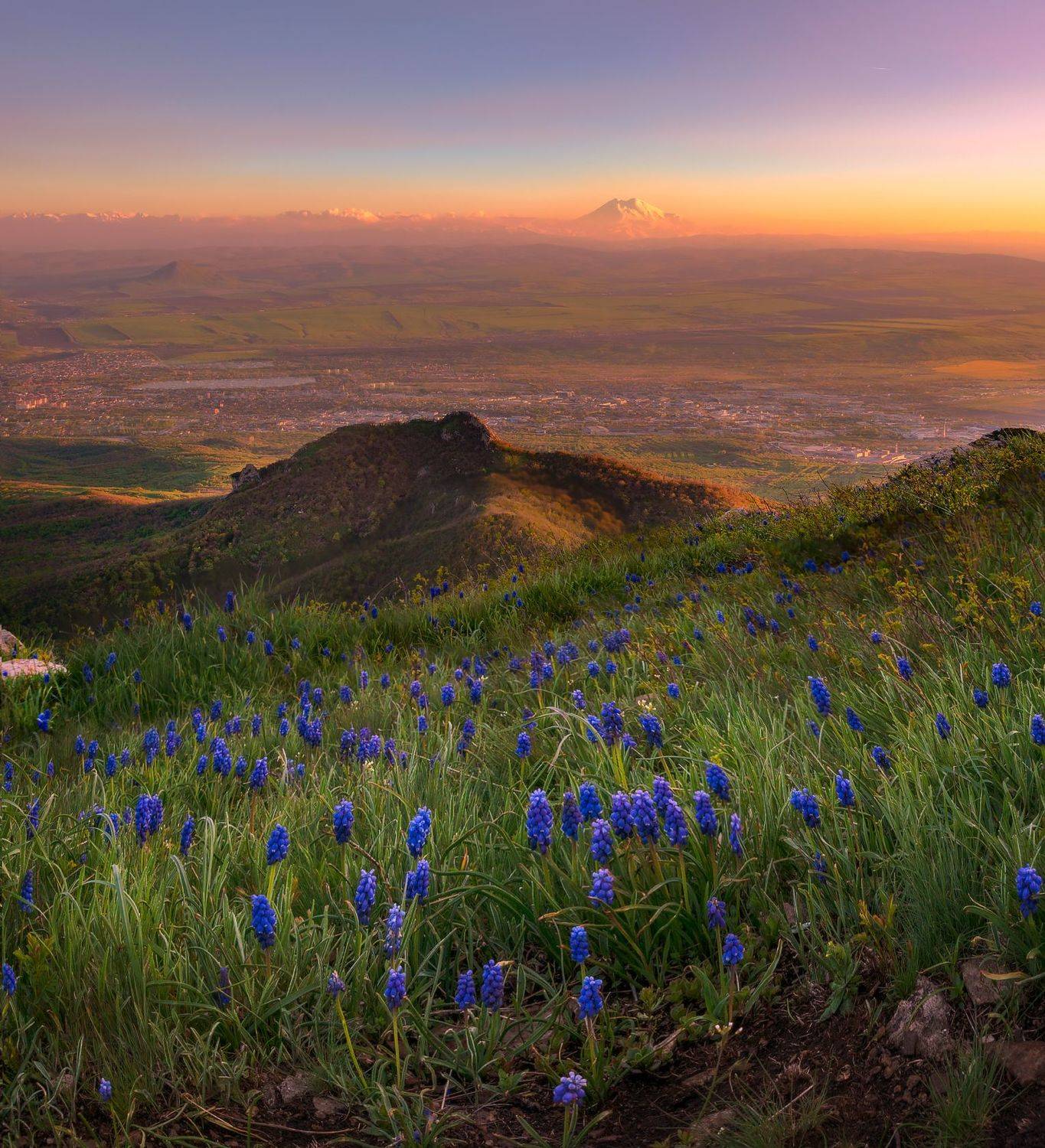 Мускарики на закате. Автор: Елена Брежицкая закат,бештау,эльбрус, кмв,мускари,весна, Елена Брежицкая