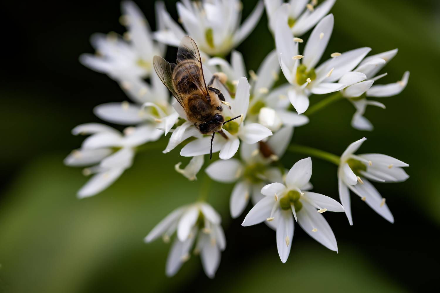 Автор: Бистра Стоименова , Бистра Стоименова