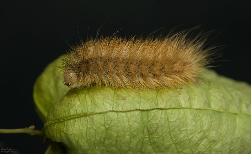 макро, природа, насекомые, гусеница, бабочка, мотылек, macro, nature, insects, caterpillar, butterfly, moth, Дама в шубеphoto preview