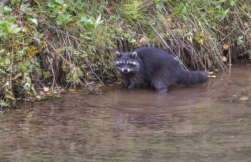 енот, животные, на рыбалке, полоскун, озеро Проходи, проходи! Здесь рыбы нет!photo preview