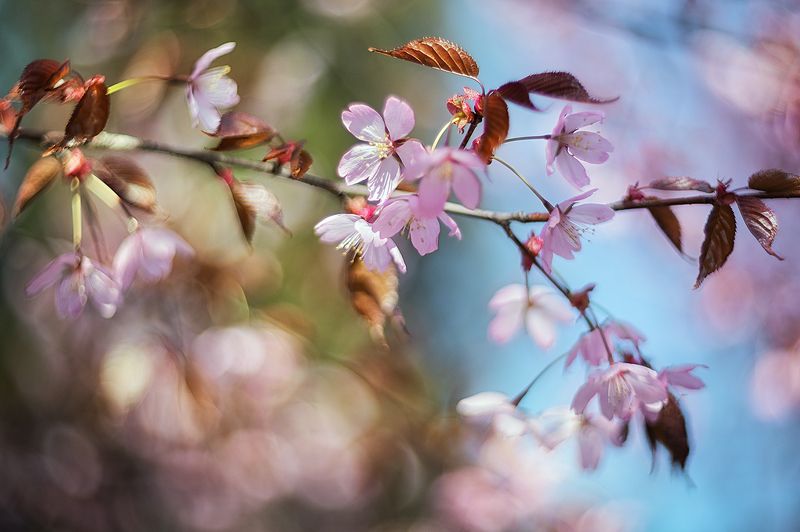 Вишняphoto preview